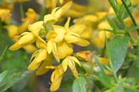 Genista germanica